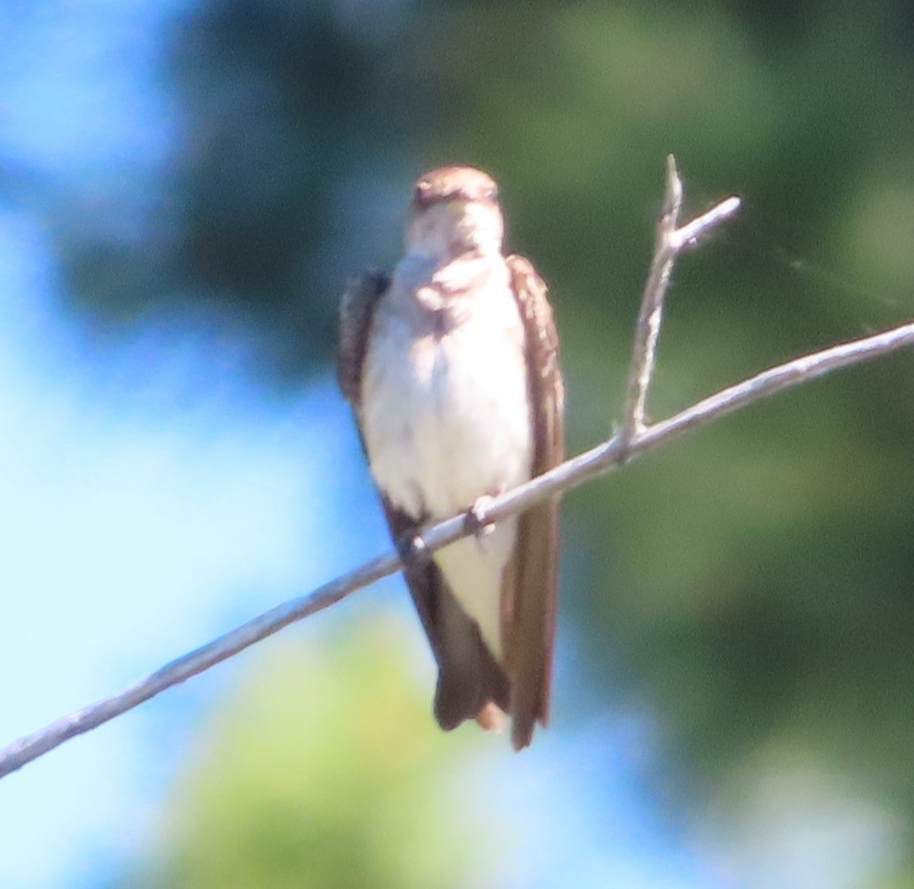 Northern Rough-winged Swallow - ML621174769