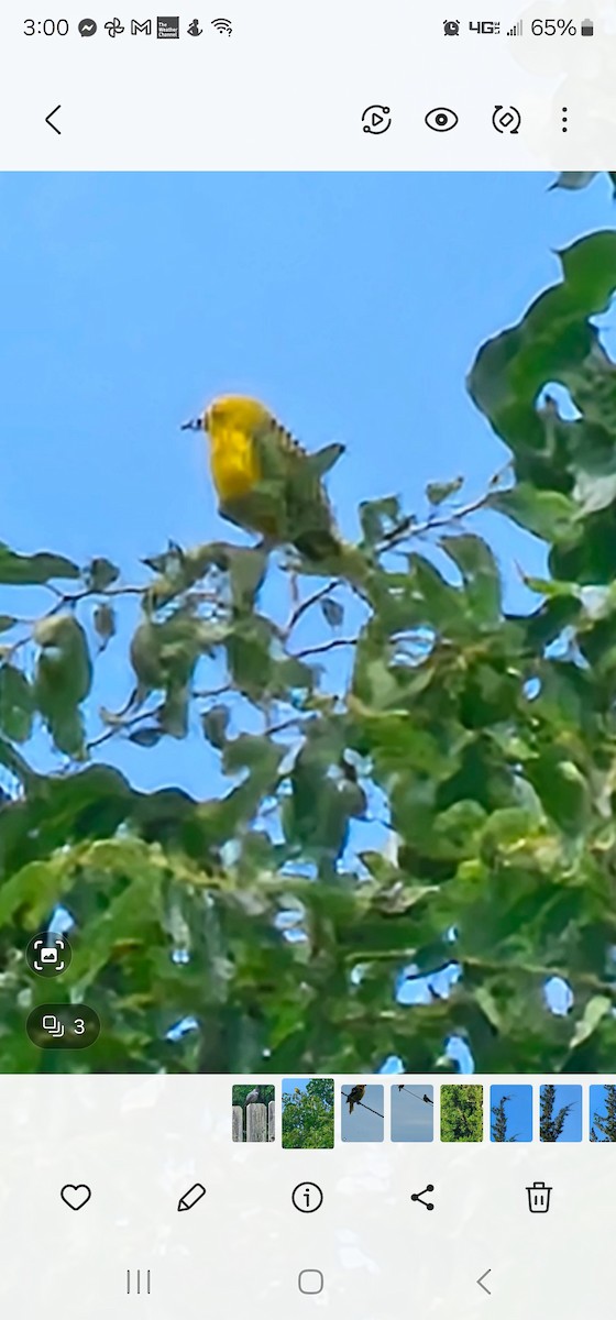 Yellow Warbler - ML621174792