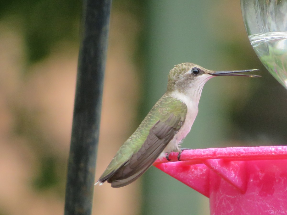 Black-chinned Hummingbird - ML621174838