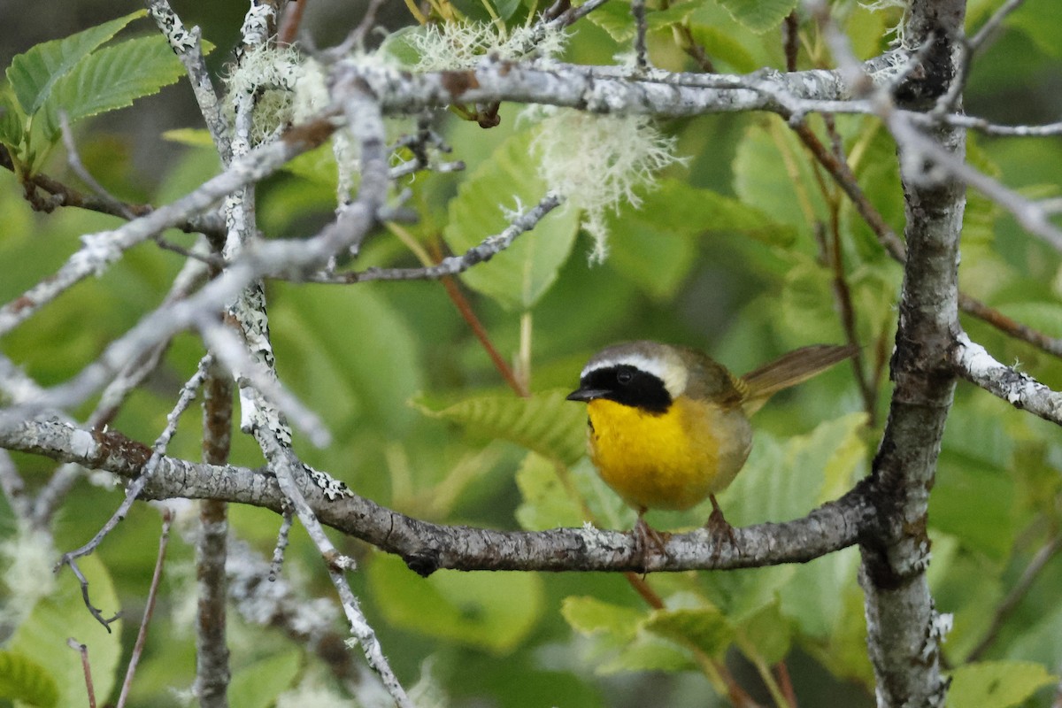 Common Yellowthroat - ML621174874