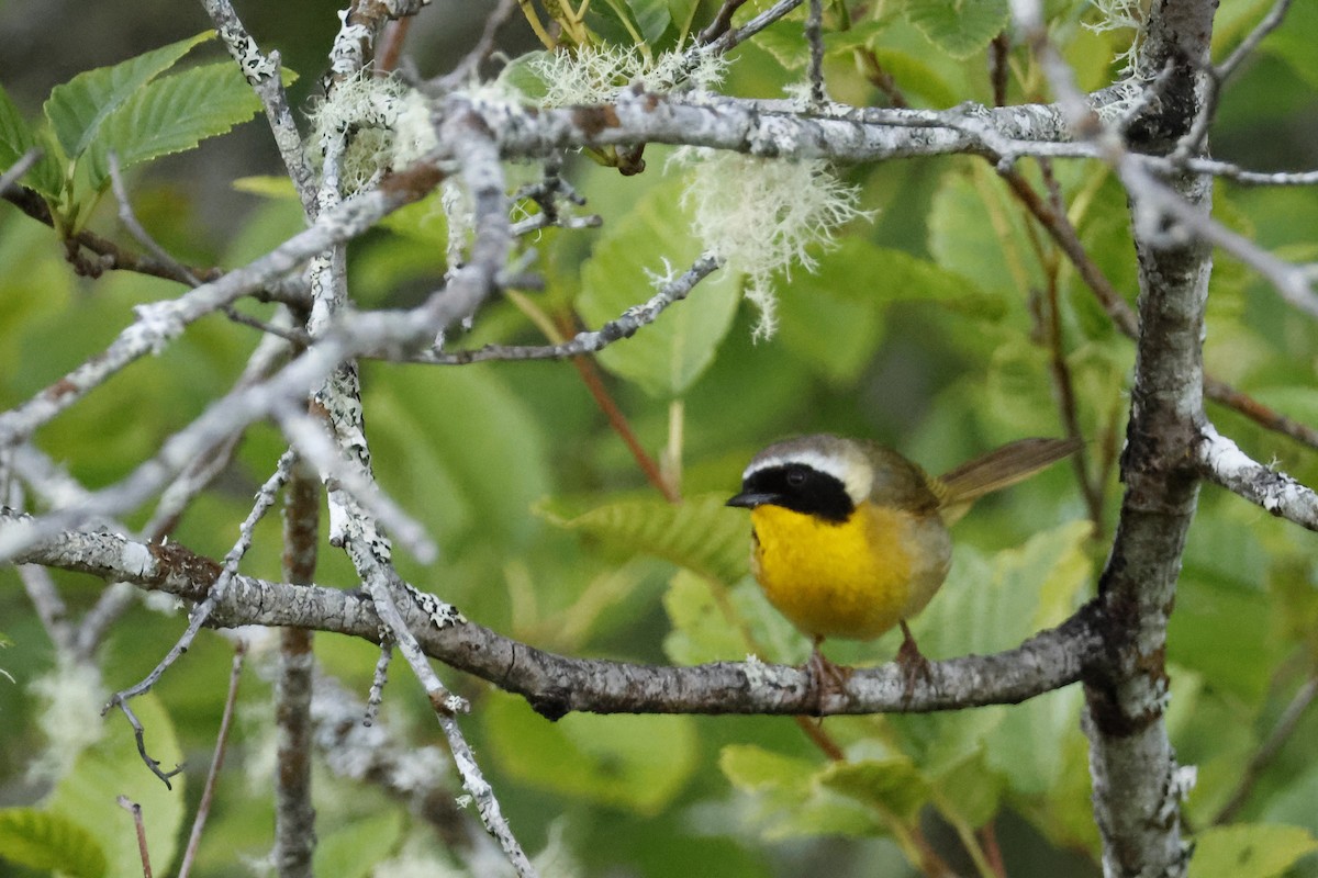 Common Yellowthroat - ML621174875