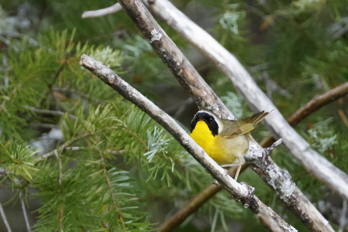 Common Yellowthroat - ML621174876