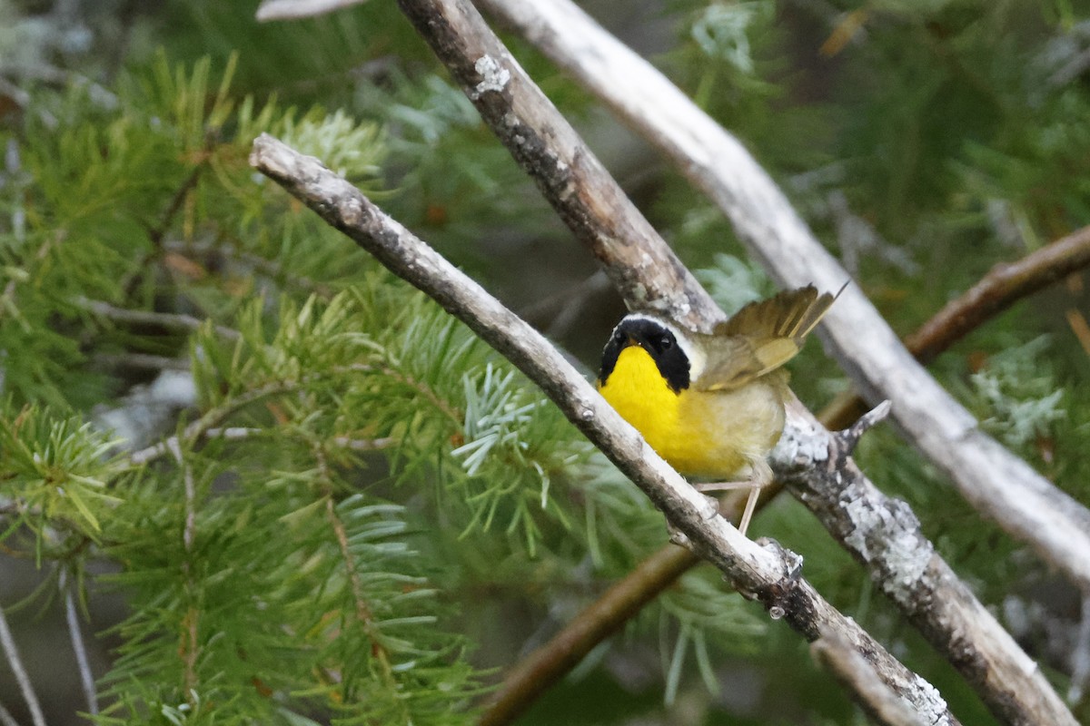 Common Yellowthroat - ML621174877