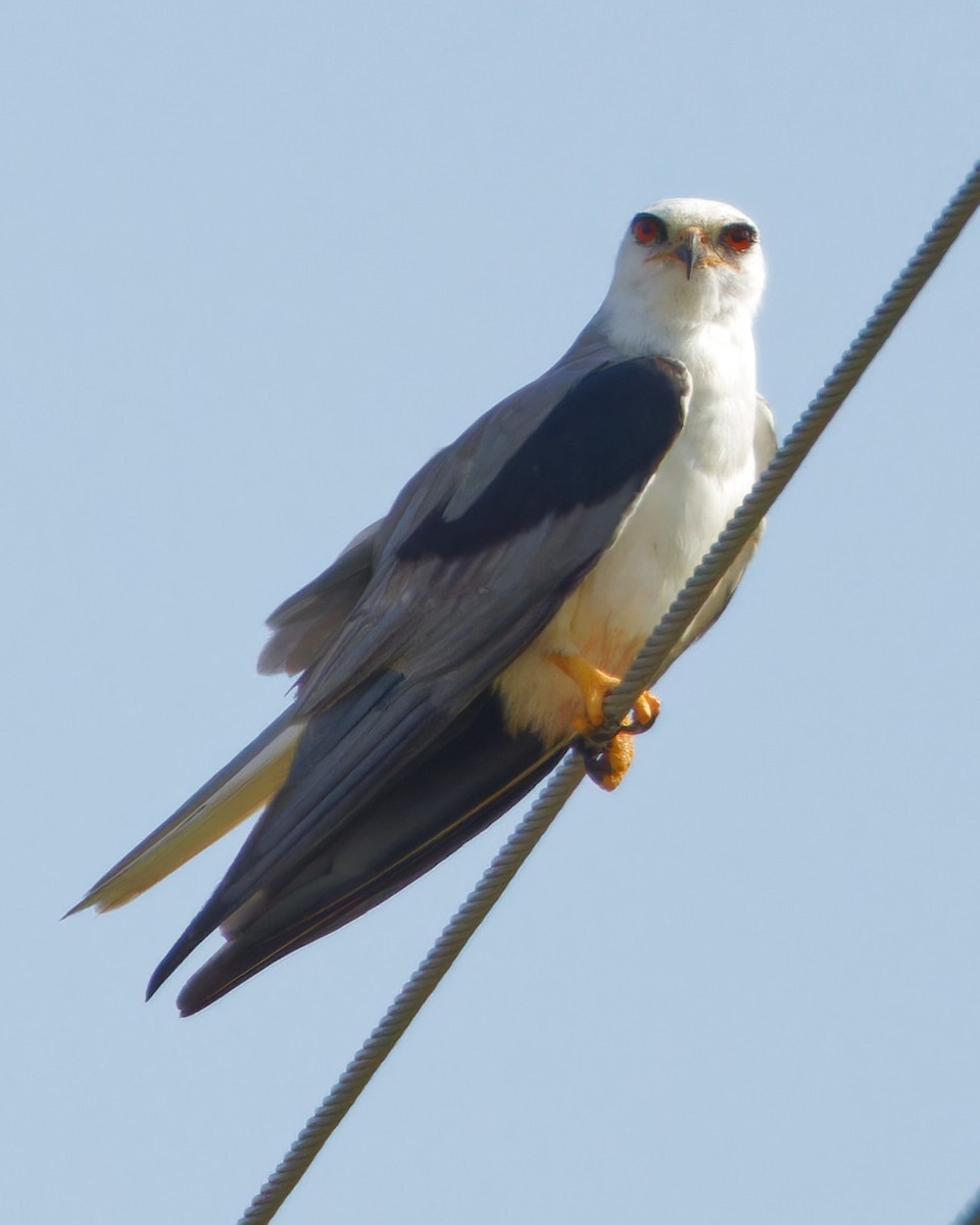 White-tailed Kite - ML621174919