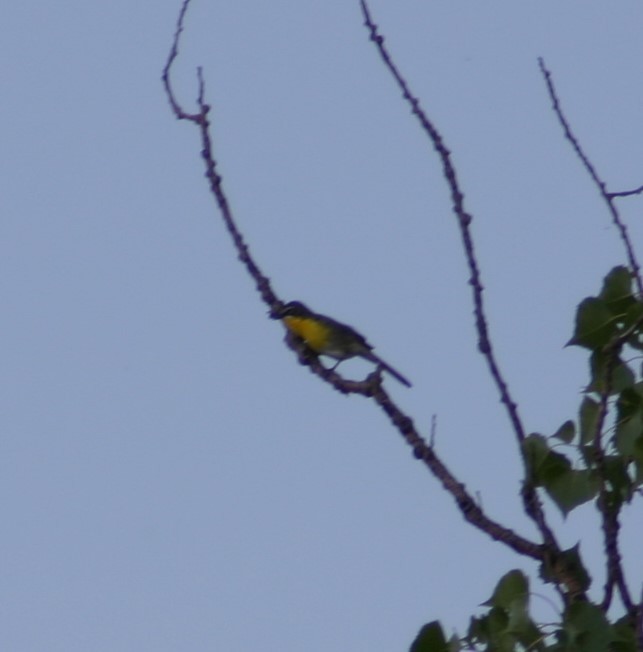 Yellow-breasted Chat - ML621175017