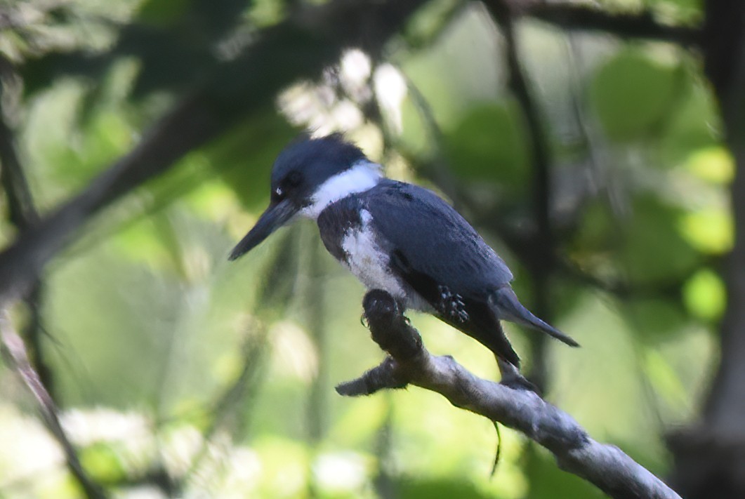 Belted Kingfisher - ML621175025
