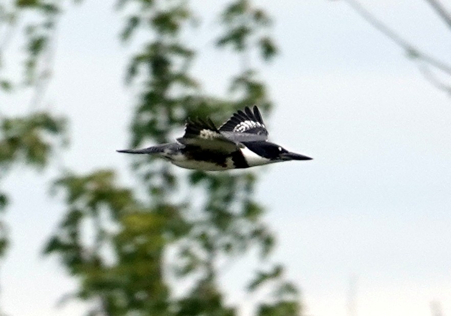 Belted Kingfisher - ML621175026