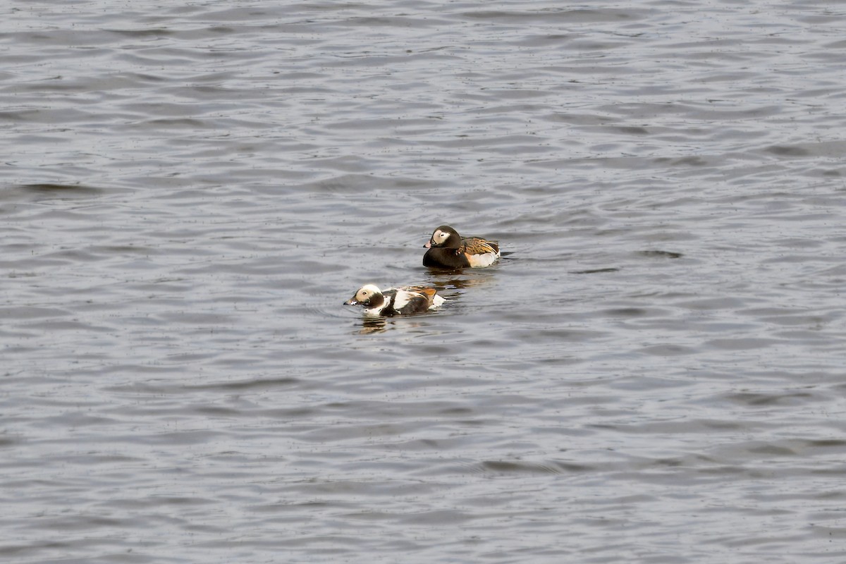 Long-tailed Duck - ML621175056