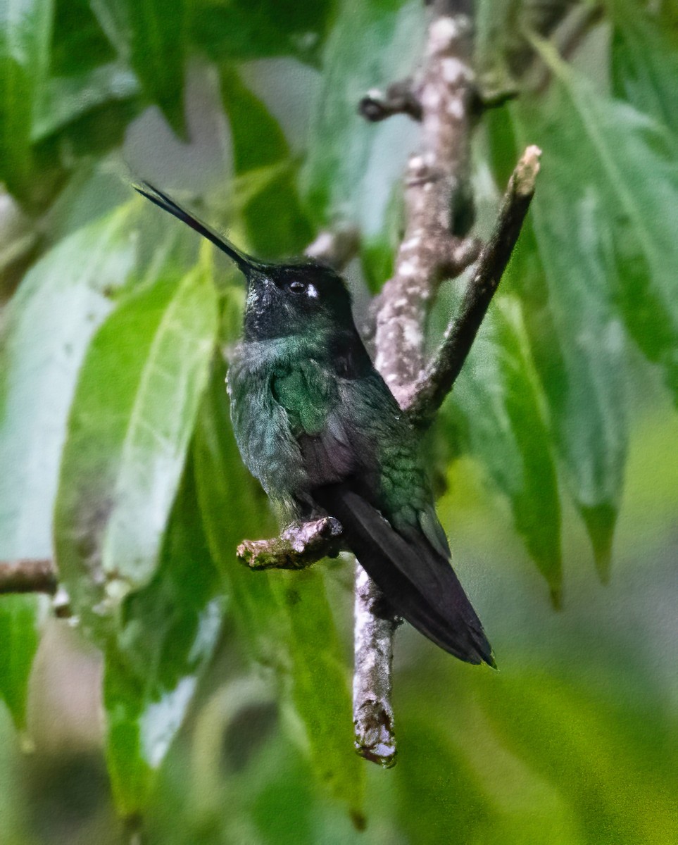 Talamanca Hummingbird - ML621175092