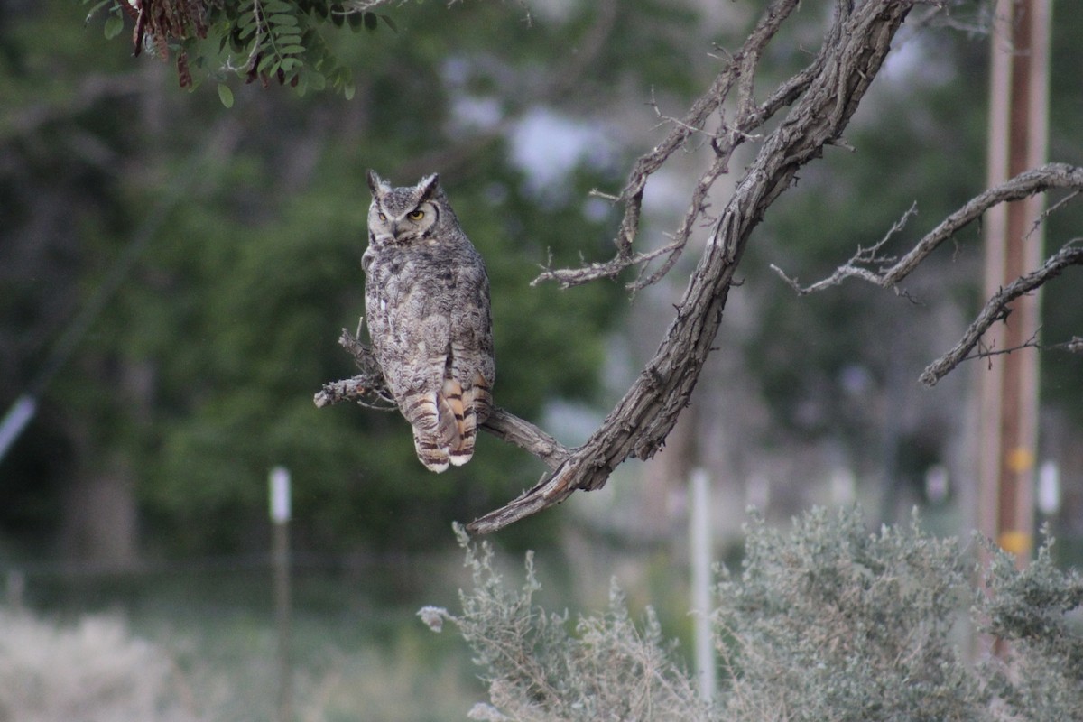 Great Horned Owl - ML621175176