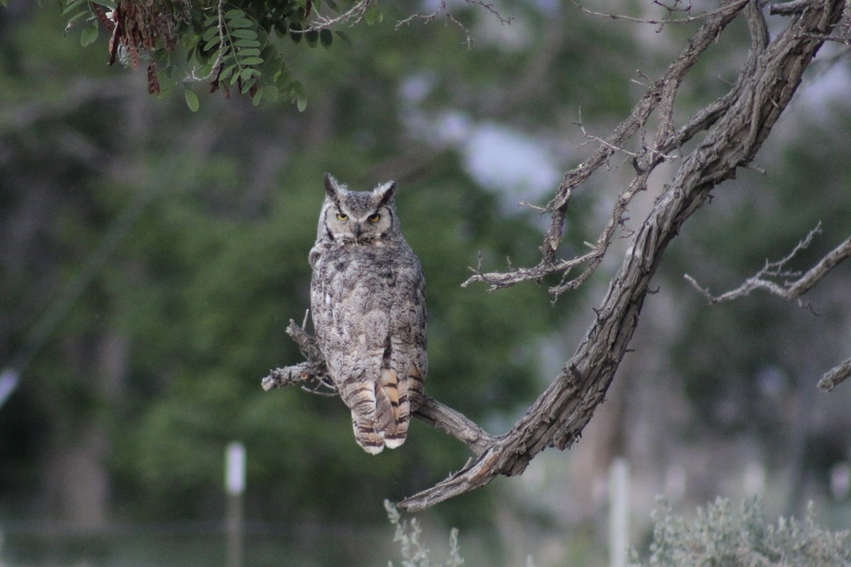 Great Horned Owl - ML621175177