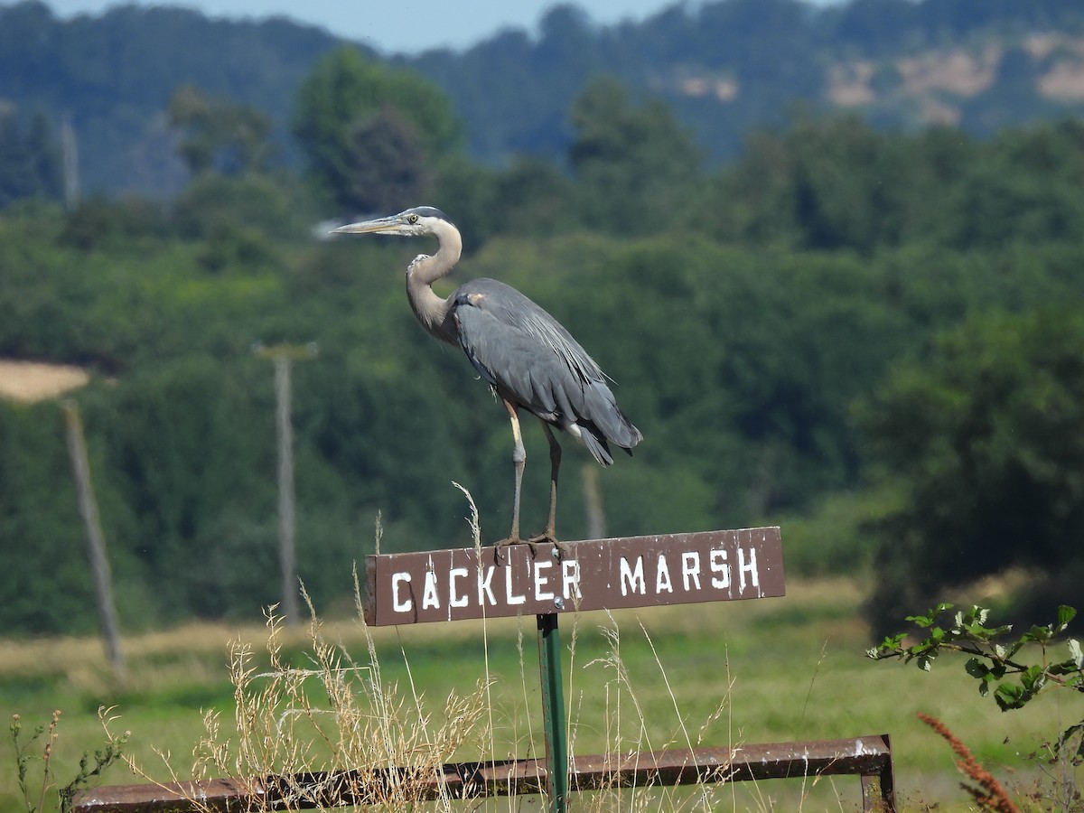 Great Blue Heron - Susan Kirkbride