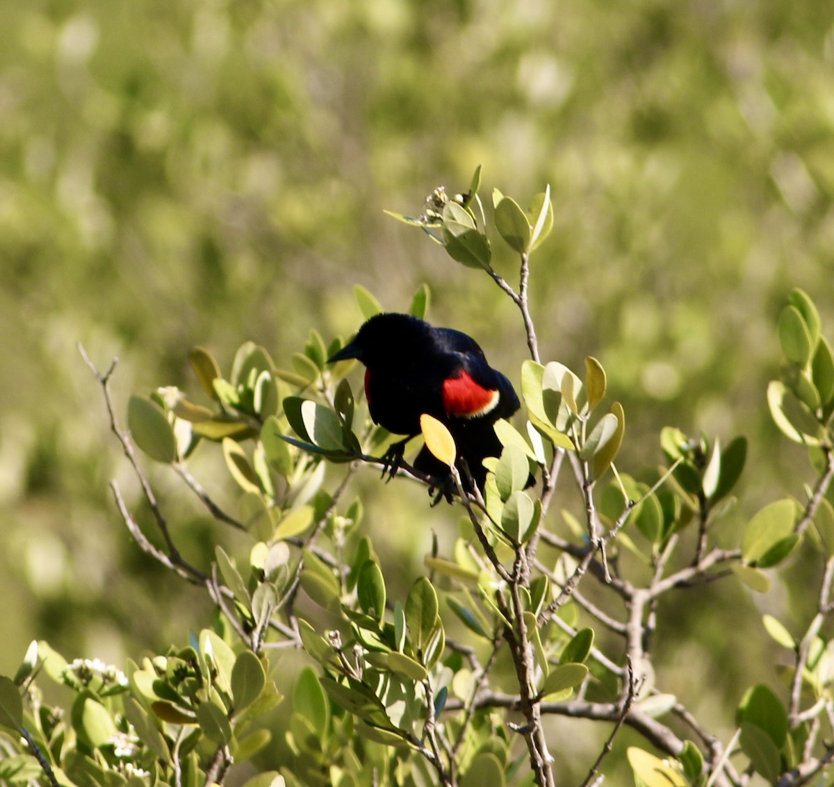 Red-winged Blackbird - ML621175188
