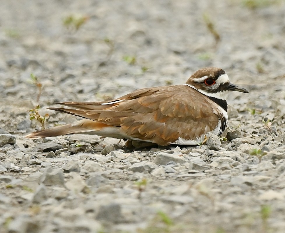 Killdeer - ML621175190