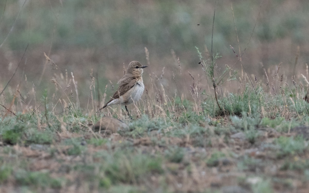 Isabelline Wheatear - ML621175216