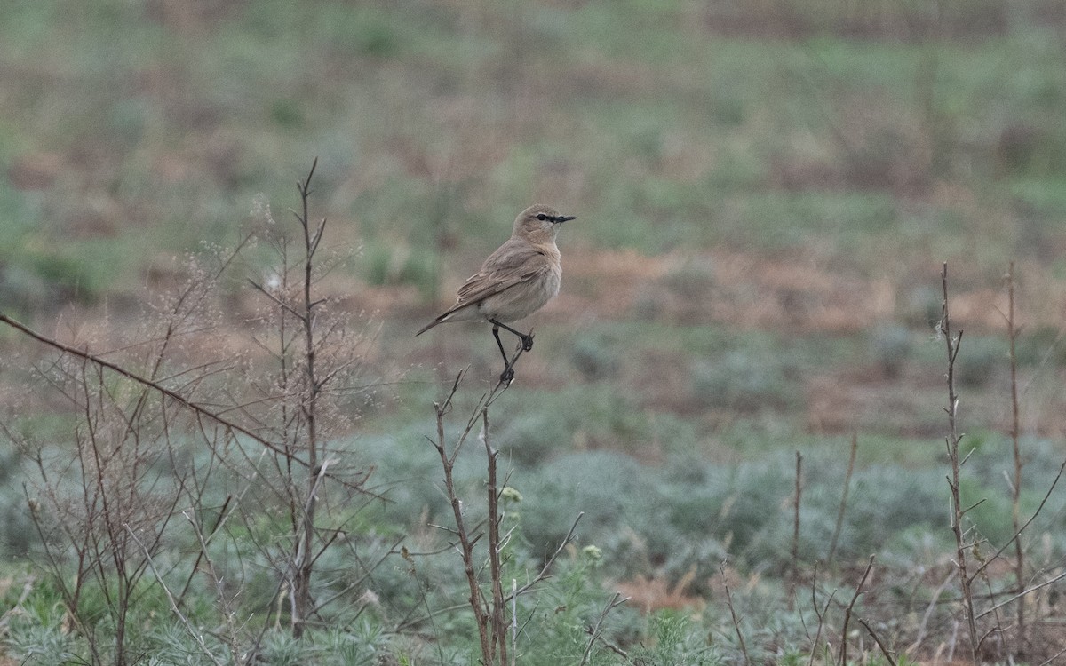 Isabelline Wheatear - ML621175217