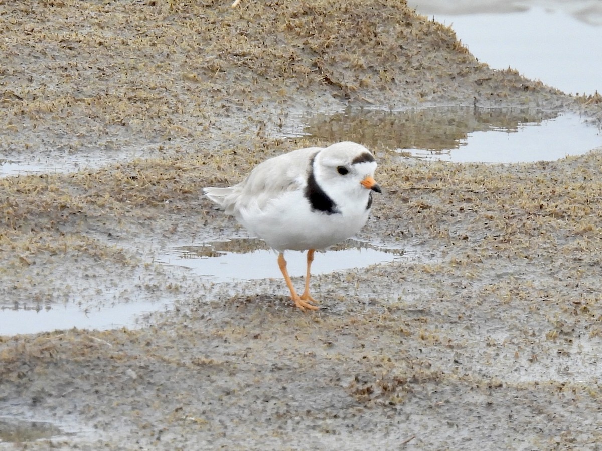Piping Plover - ML621175231