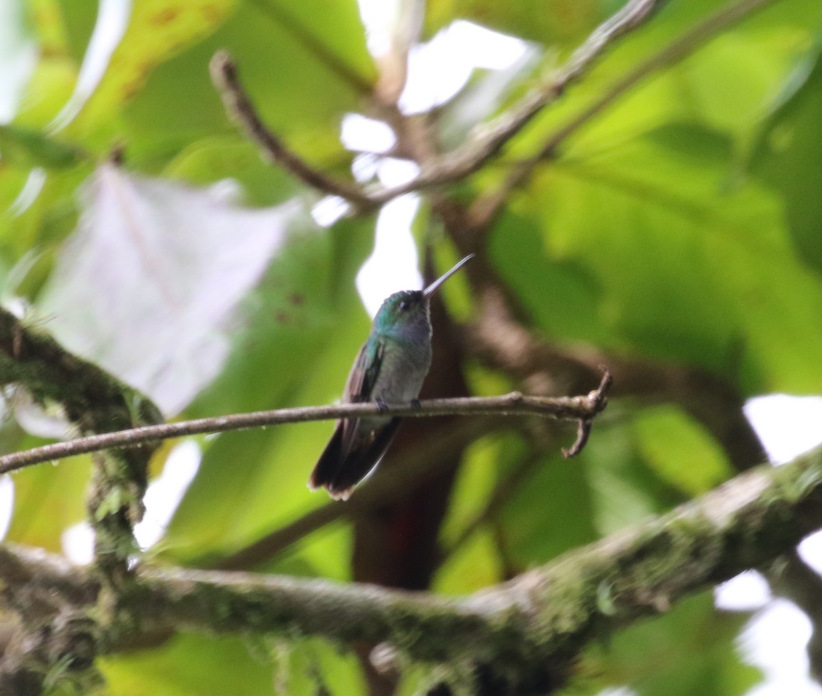 Charming Hummingbird - ML621175239