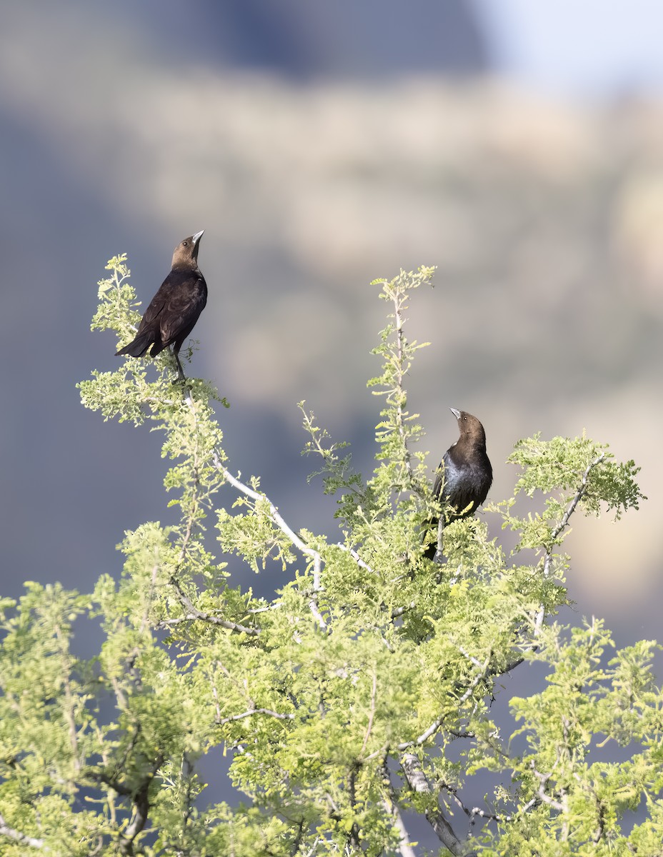 Brown-headed Cowbird - Linda Cunico