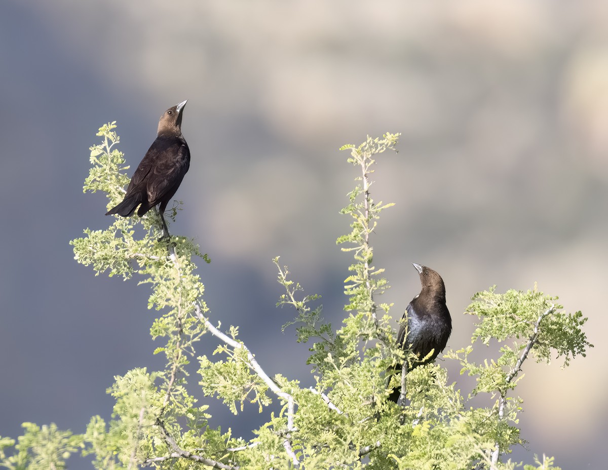 Brown-headed Cowbird - ML621175261