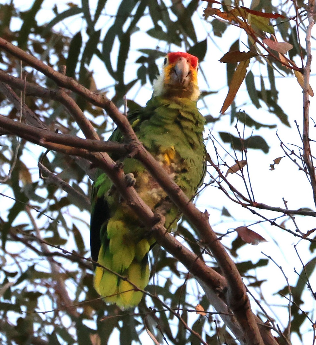 Red-lored Parrot - ML621175355