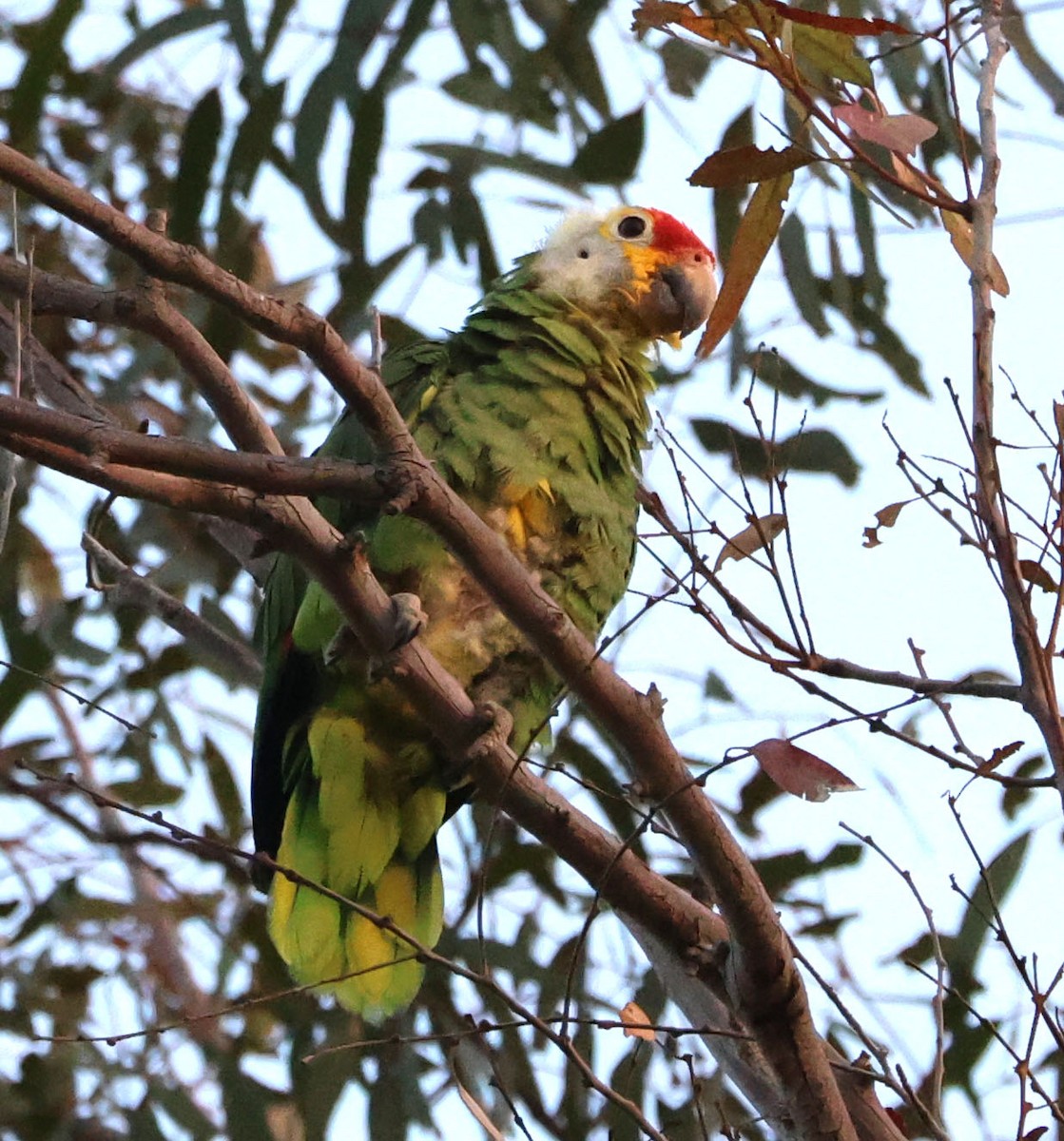 Red-lored Parrot - ML621175356