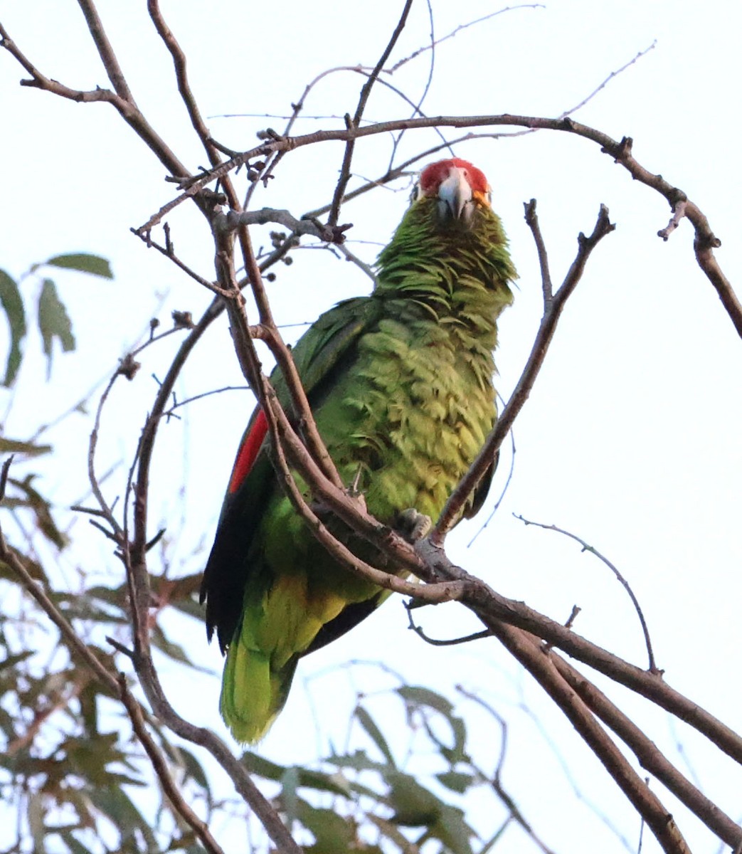 Red-lored Parrot - ML621175357