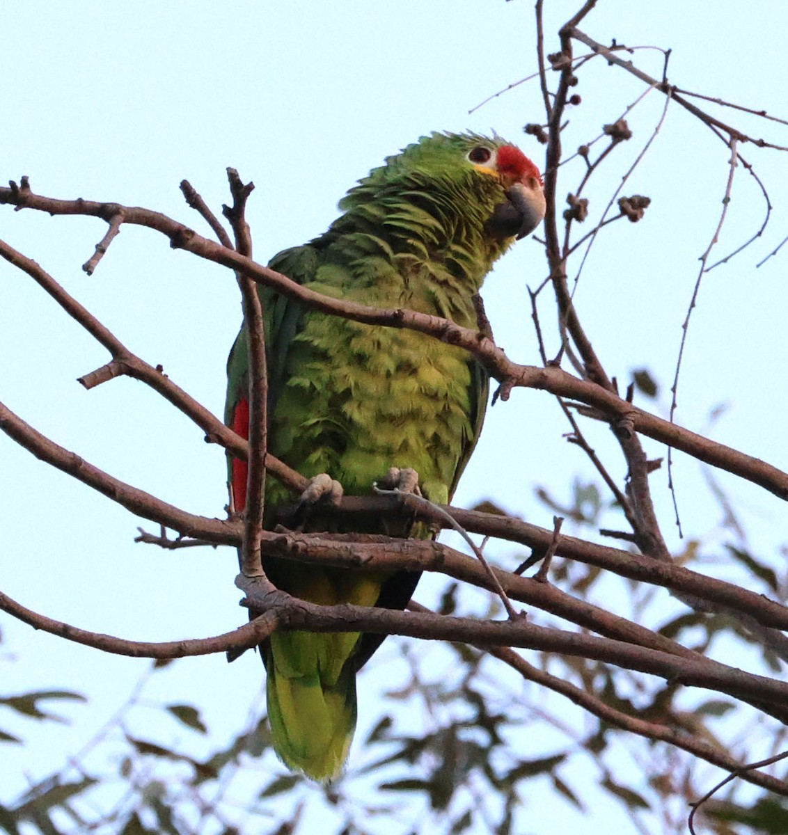 Red-lored Parrot - ML621175358