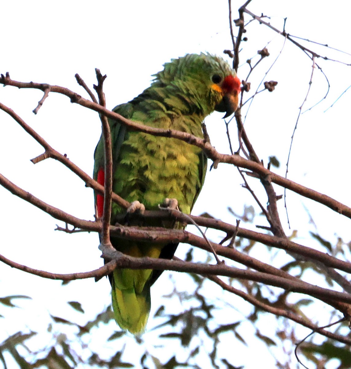 Red-lored Parrot - ML621175359