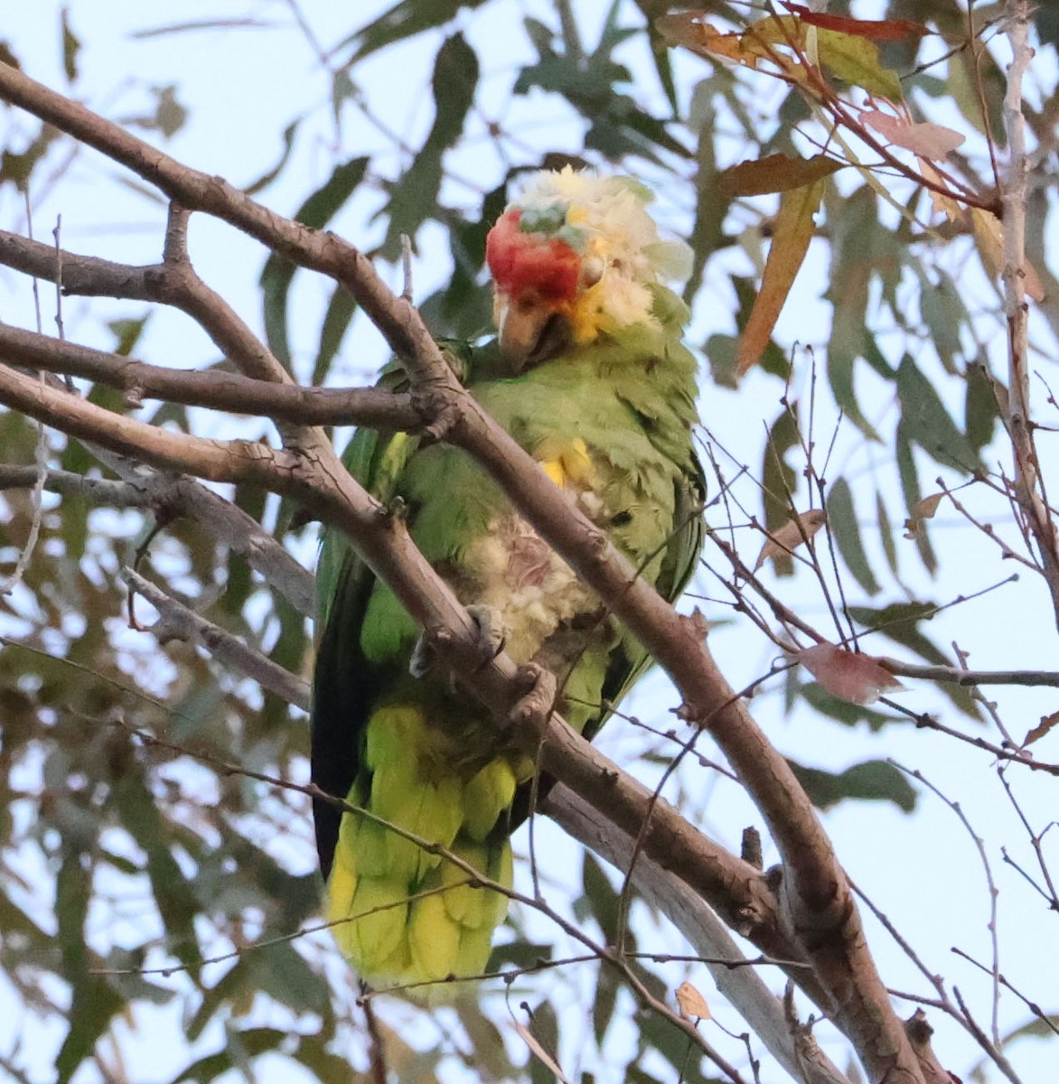 Red-lored Parrot - ML621175360
