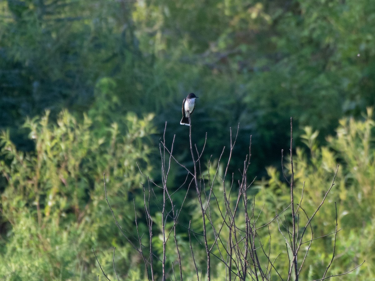 Eastern Kingbird - ML621175375