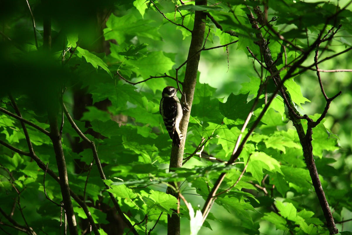 Downy Woodpecker - ML621175381