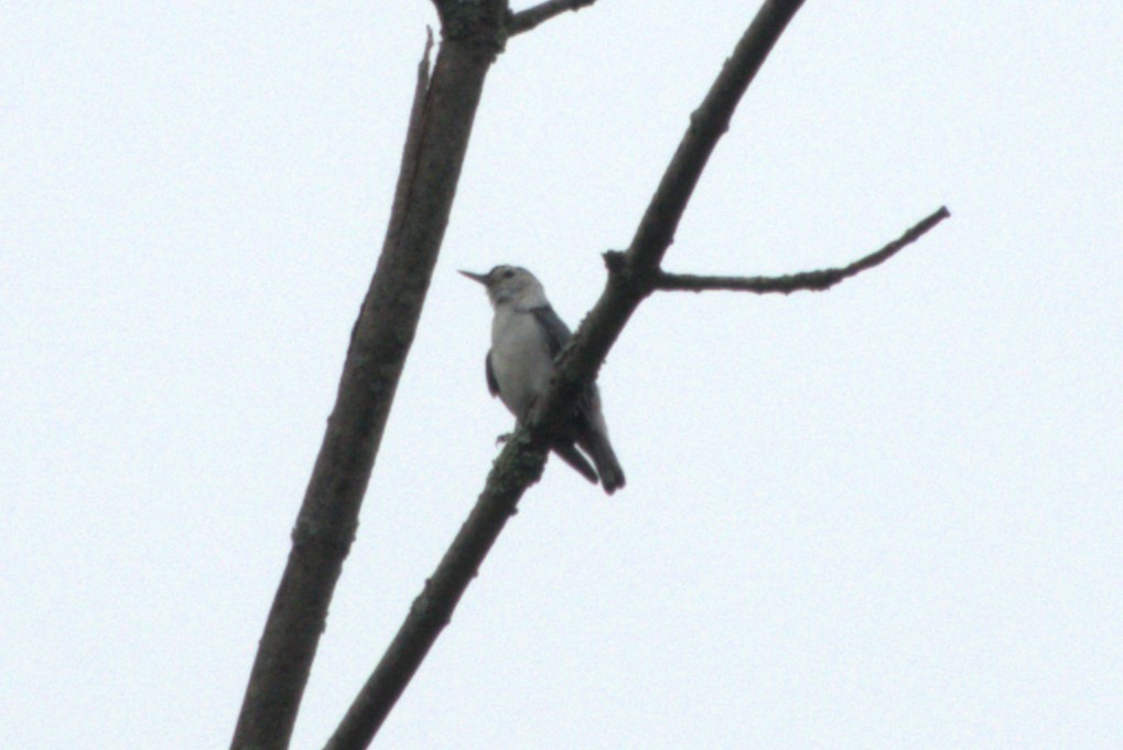 White-breasted Nuthatch - ML621175424