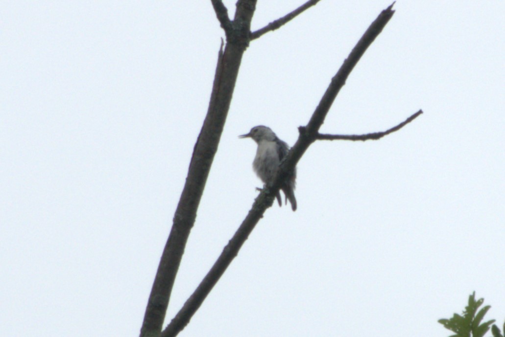 White-breasted Nuthatch - ML621175425