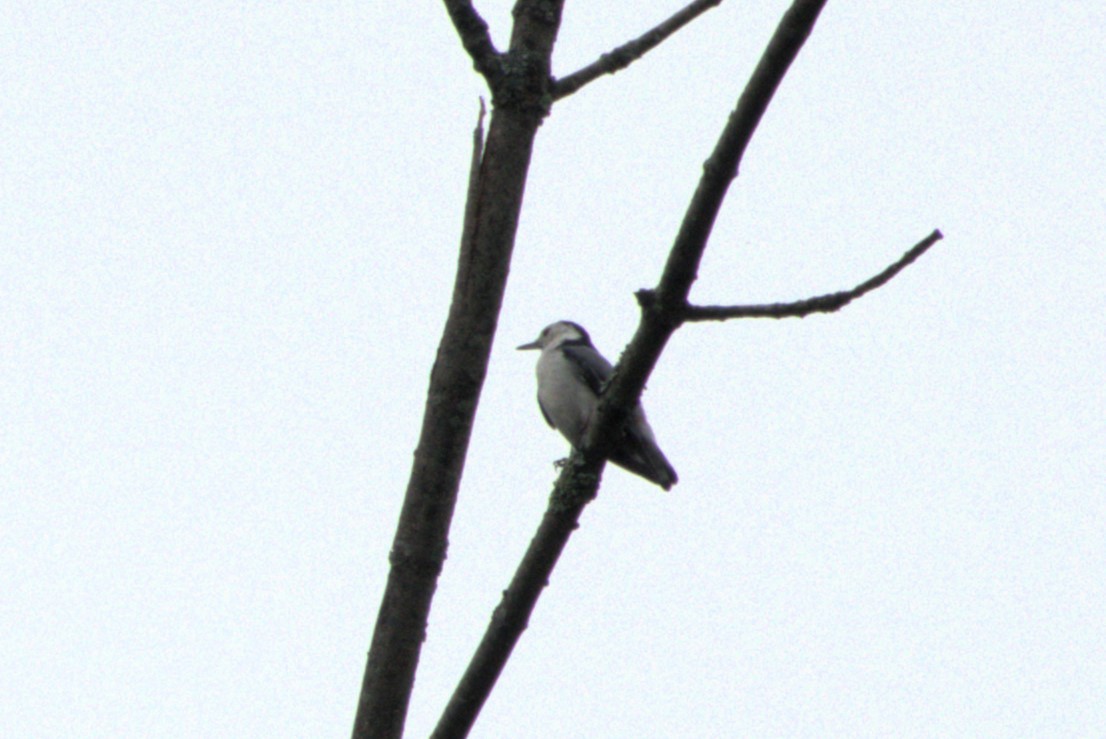 White-breasted Nuthatch - ML621175426