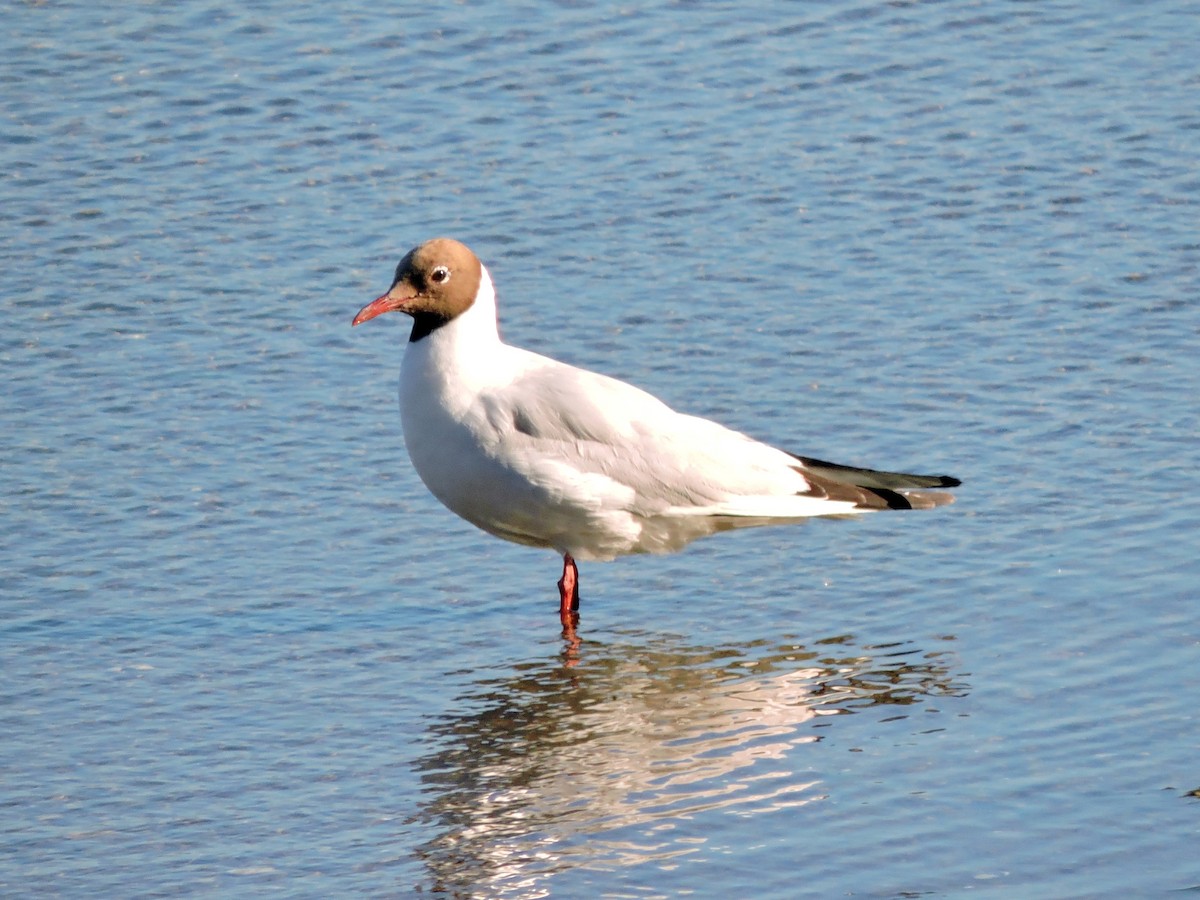 Mouette rieuse - ML621175433