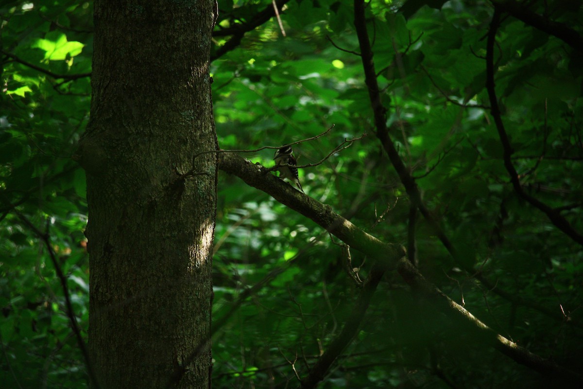 Hairy Woodpecker - ML621175434