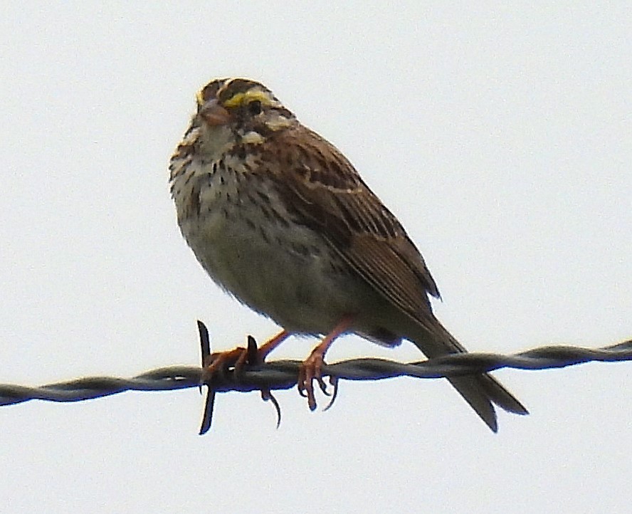 Savannah Sparrow - ML621175454