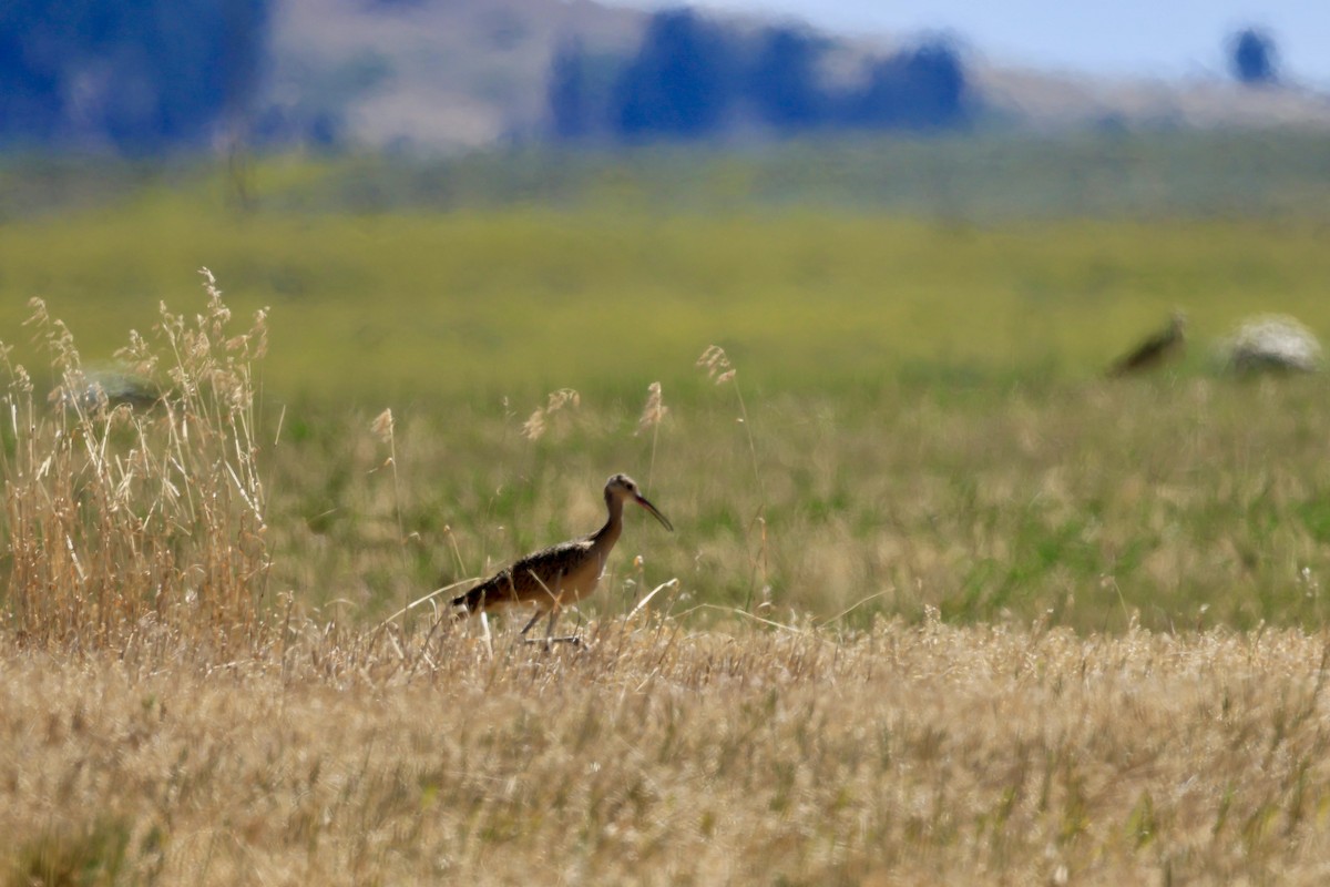 Long-billed Curlew - ML621175462
