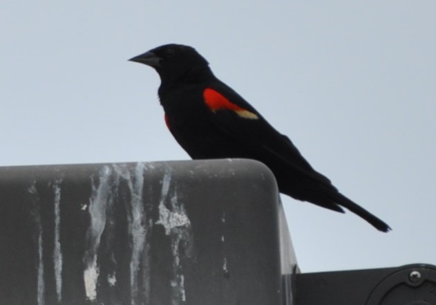 Red-winged Blackbird - ML621175468
