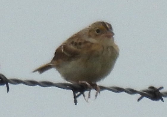 Grasshopper Sparrow - ML621175469