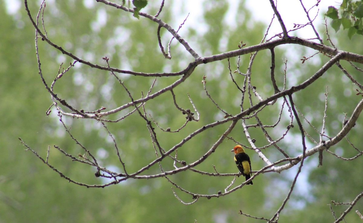 Western Tanager - ML621175487