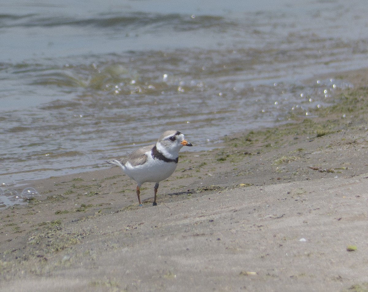Piping Plover - ML621175490