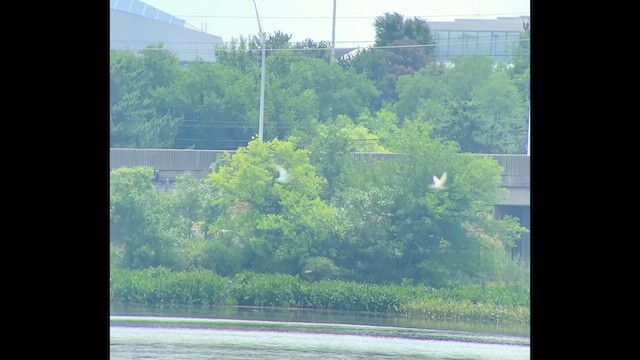 Least Tern - ML621175510