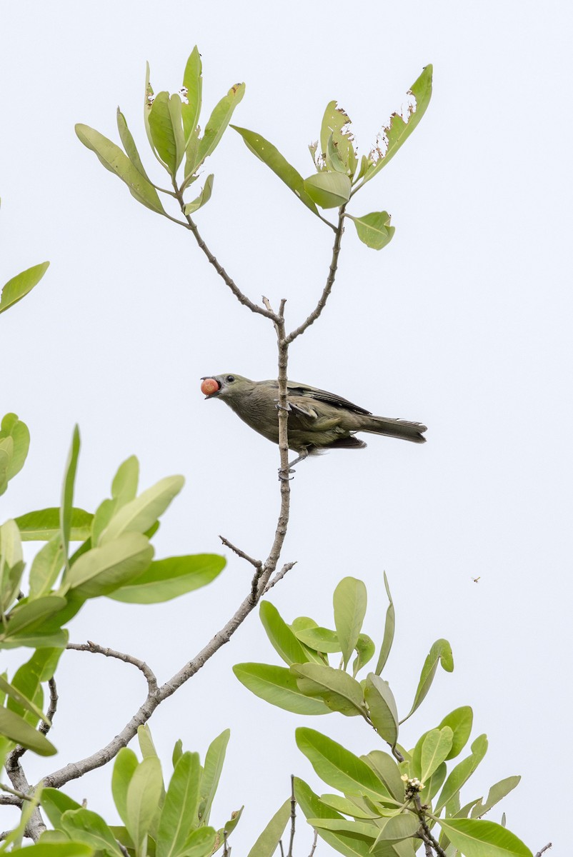 Palm Tanager - ML621175569