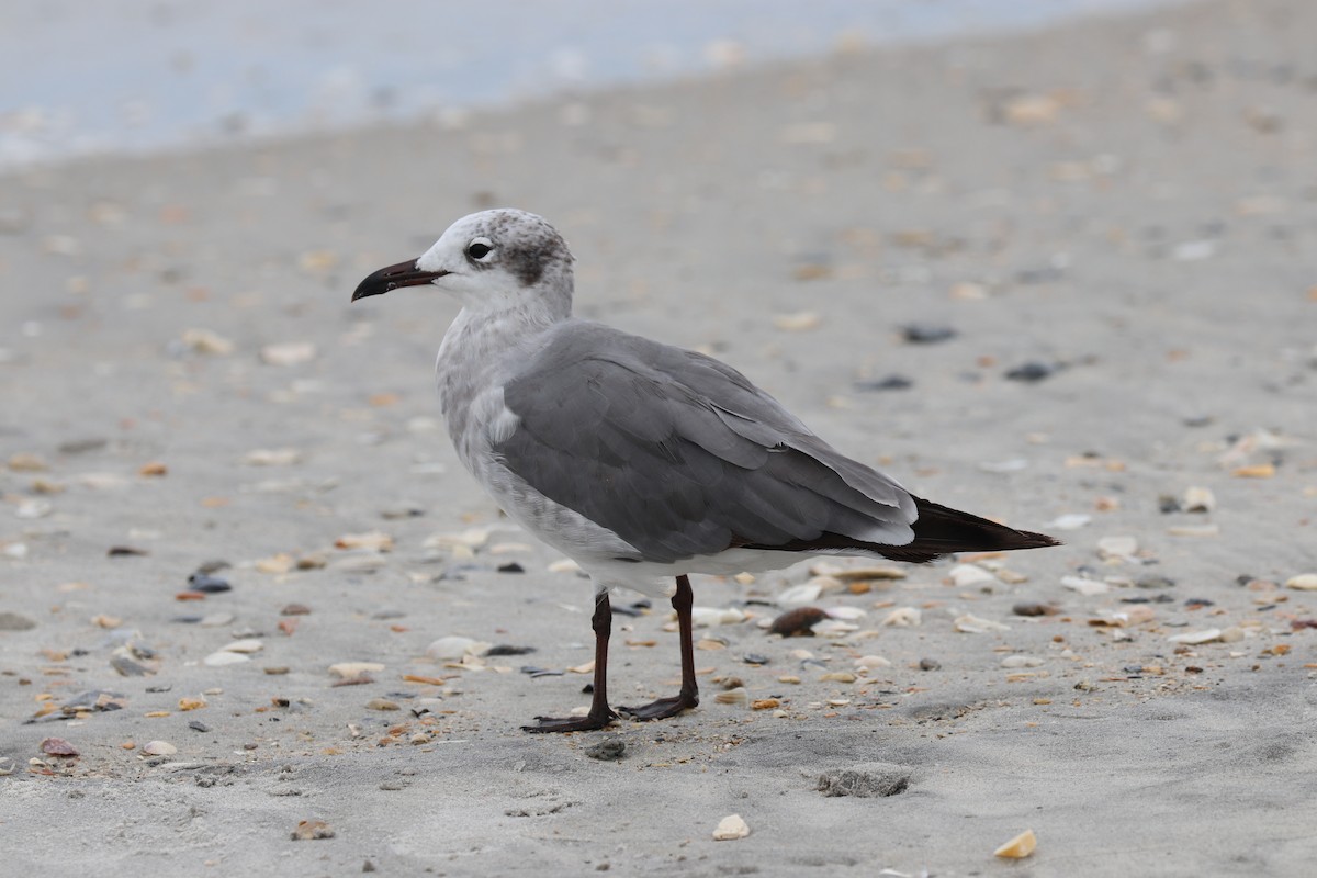 Mouette atricille - ML621175570