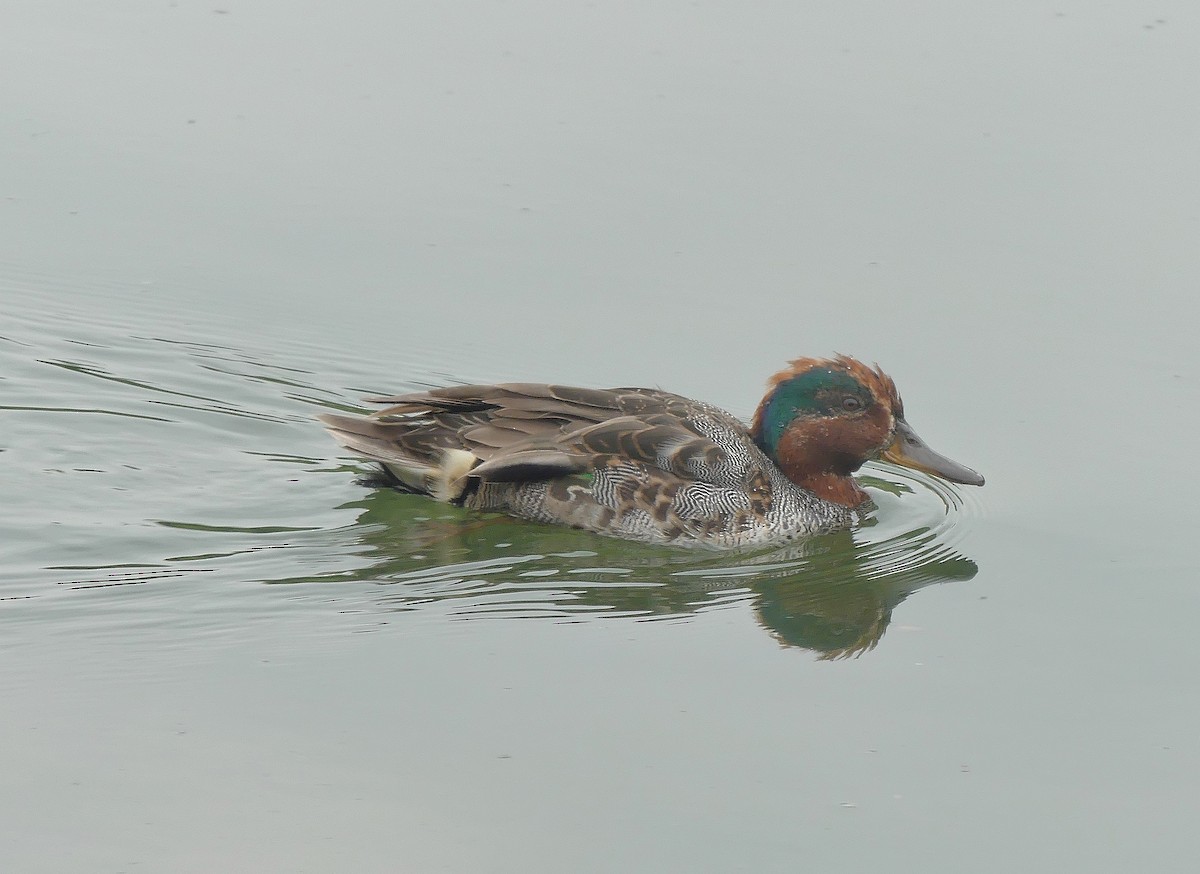 Green-winged Teal - ML621175584