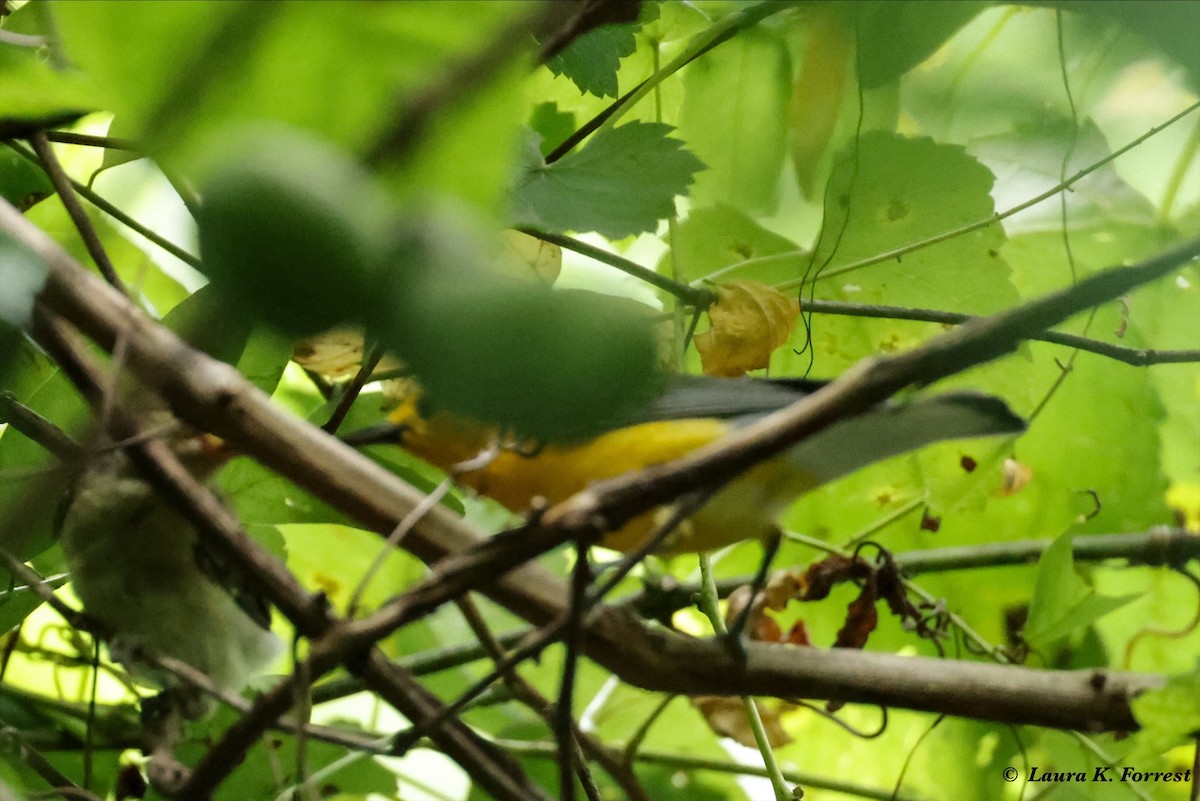Prothonotary Warbler - ML621175587