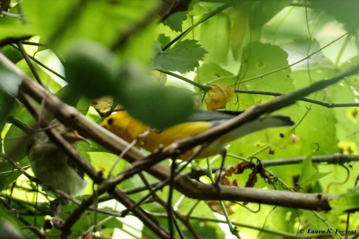 Prothonotary Warbler - ML621175588