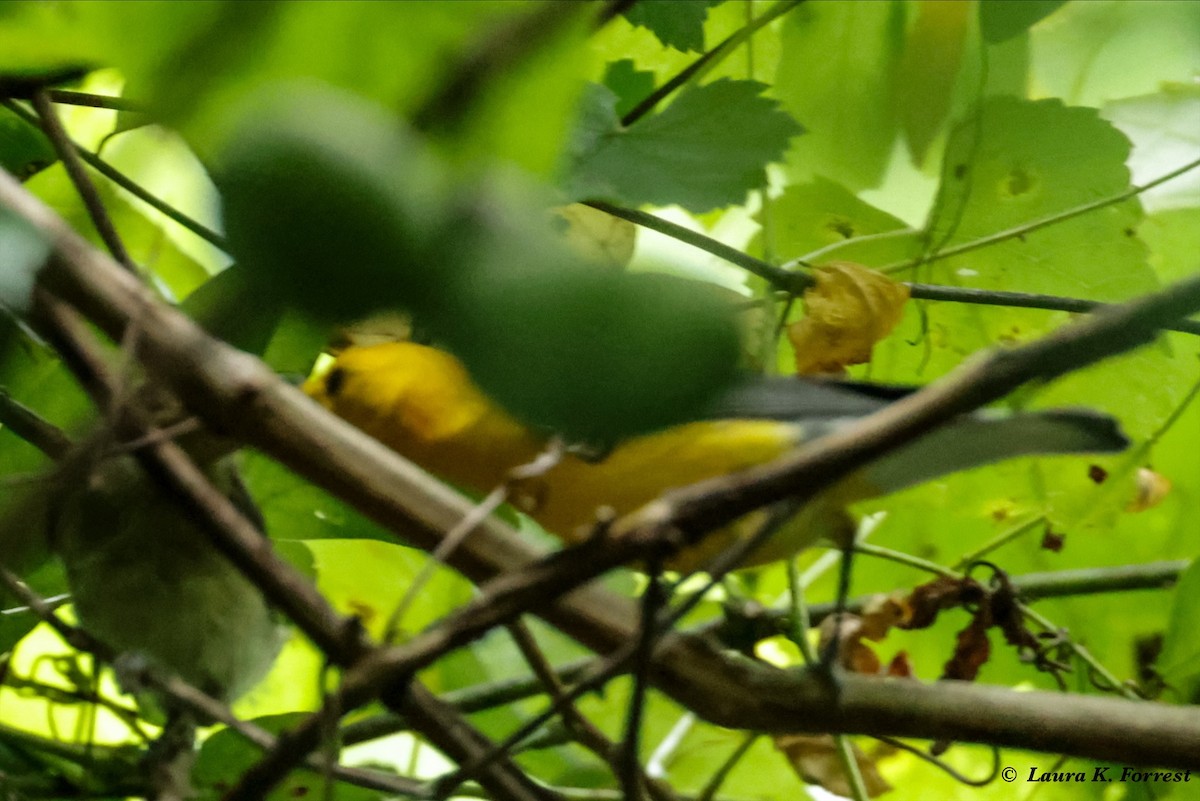 Prothonotary Warbler - ML621175589